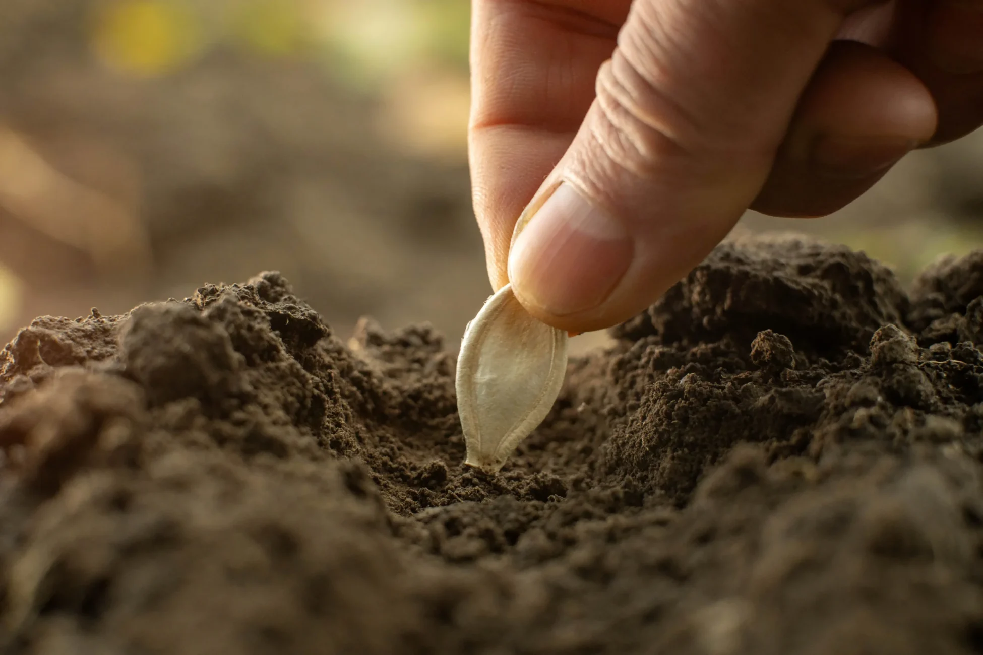 Planting seeds in a garden